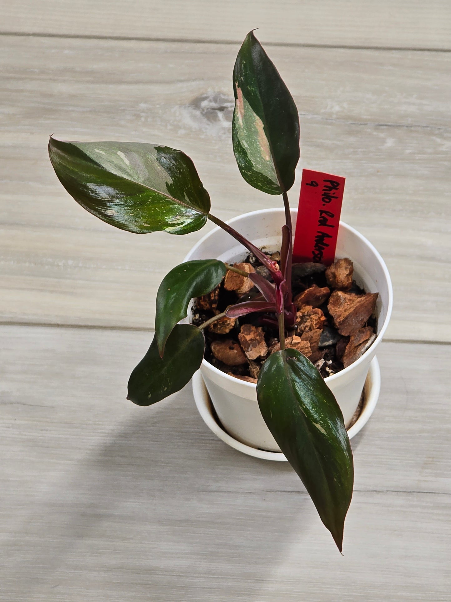 Philodendron Red Anderson #9