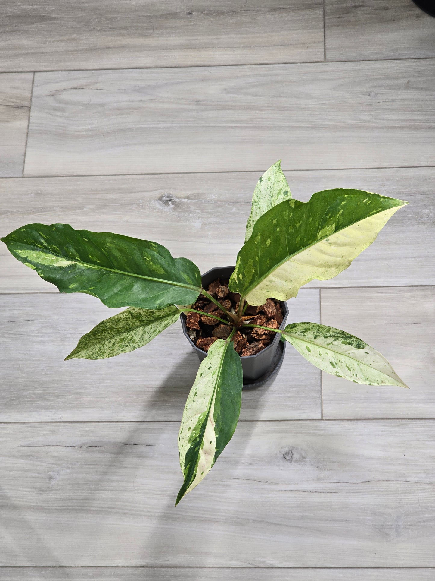 Anthurium Renaissance Variegated #521