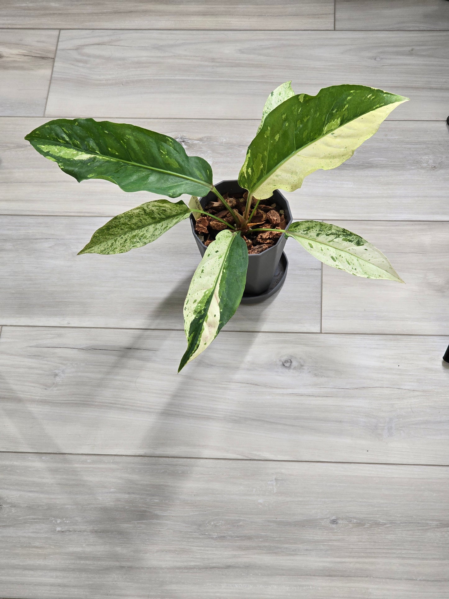 Anthurium Renaissance Variegated #521
