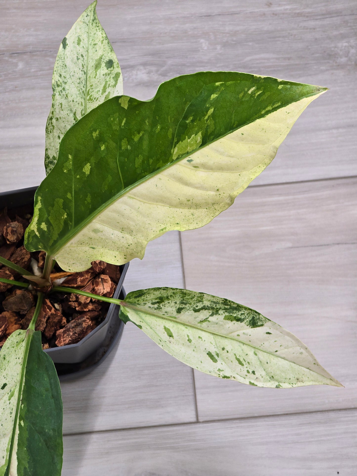 Anthurium Renaissance Variegated #521