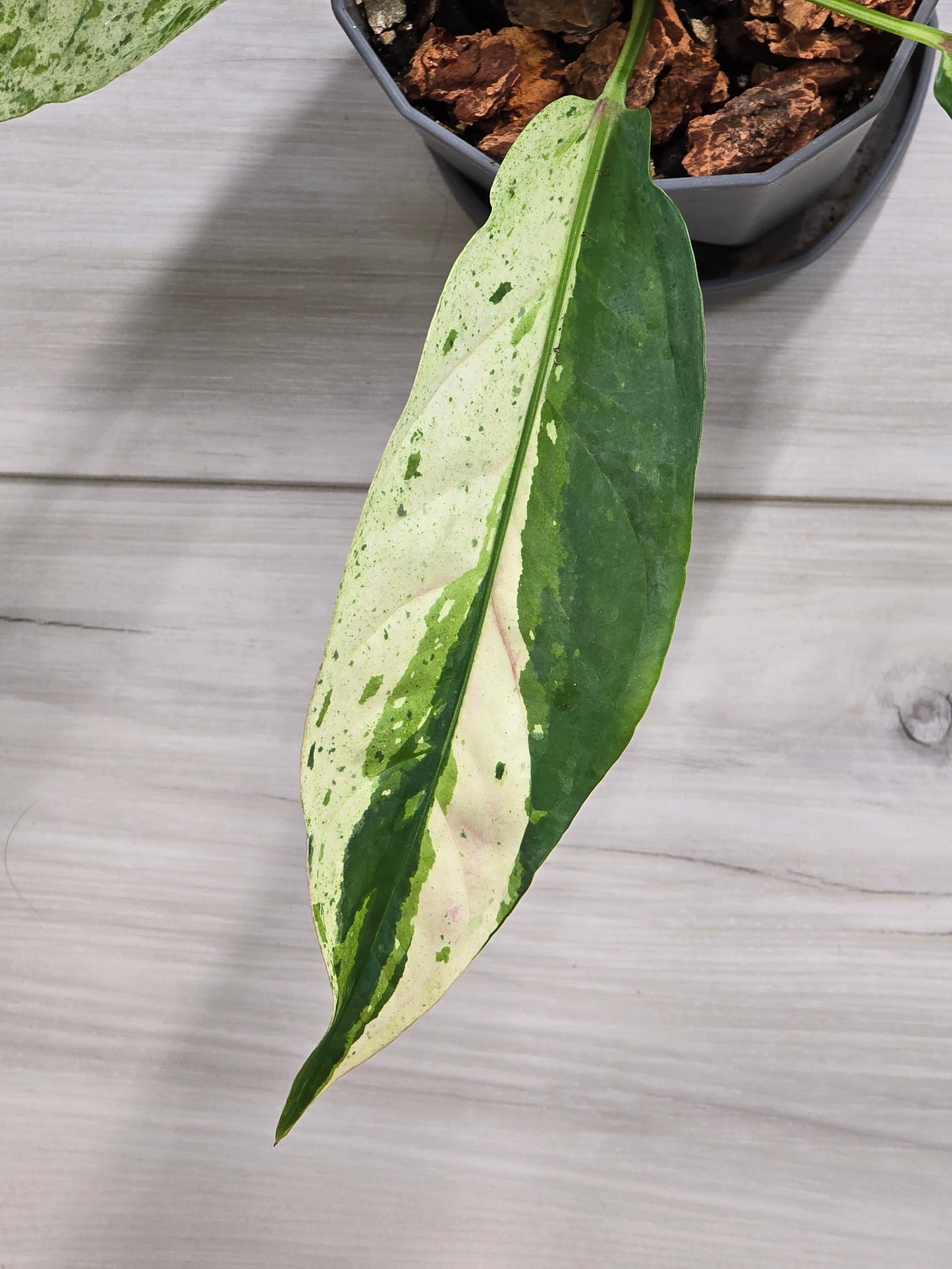 Anthurium Renaissance Variegated #521