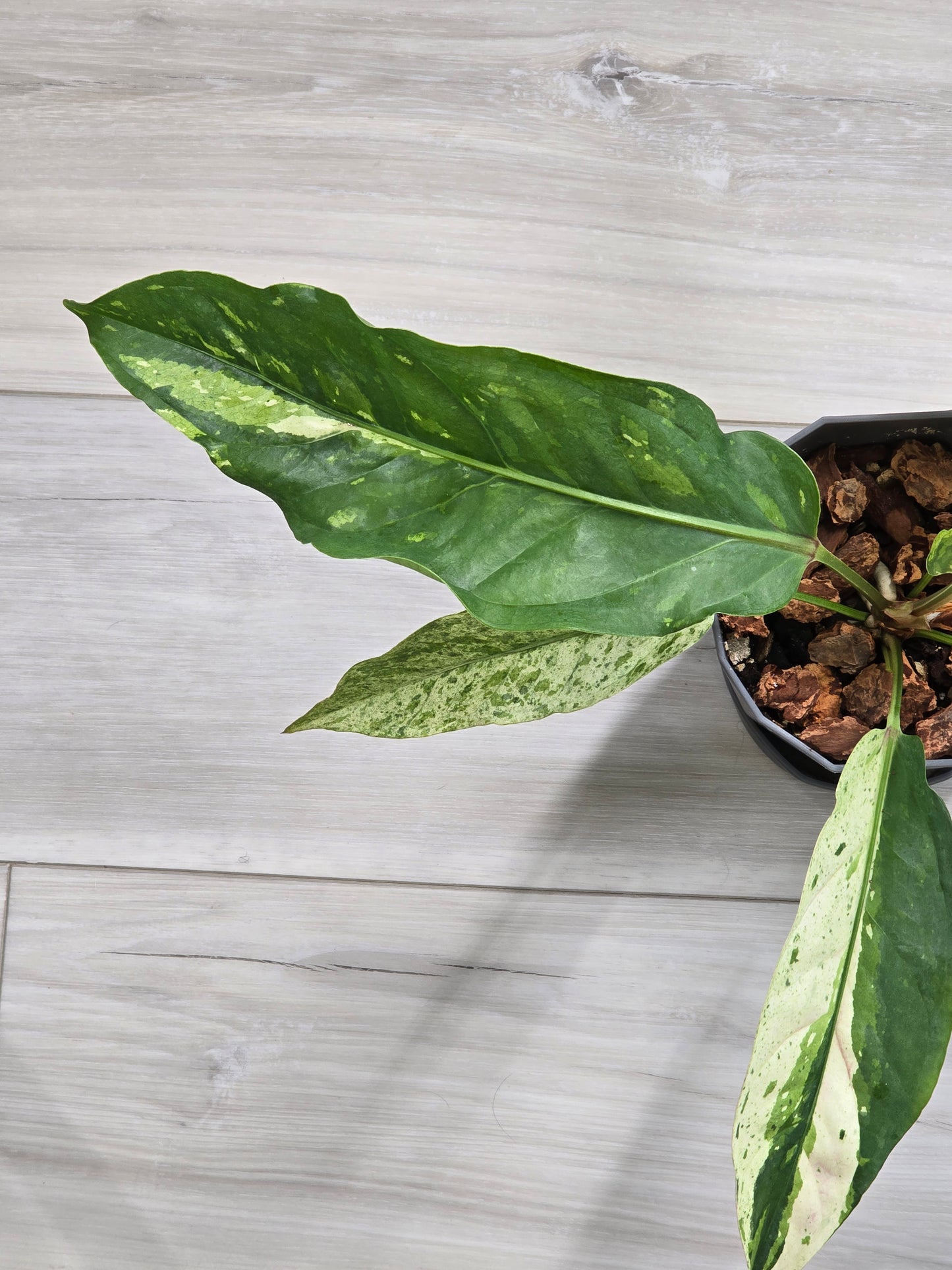 Anthurium Renaissance Variegated #521