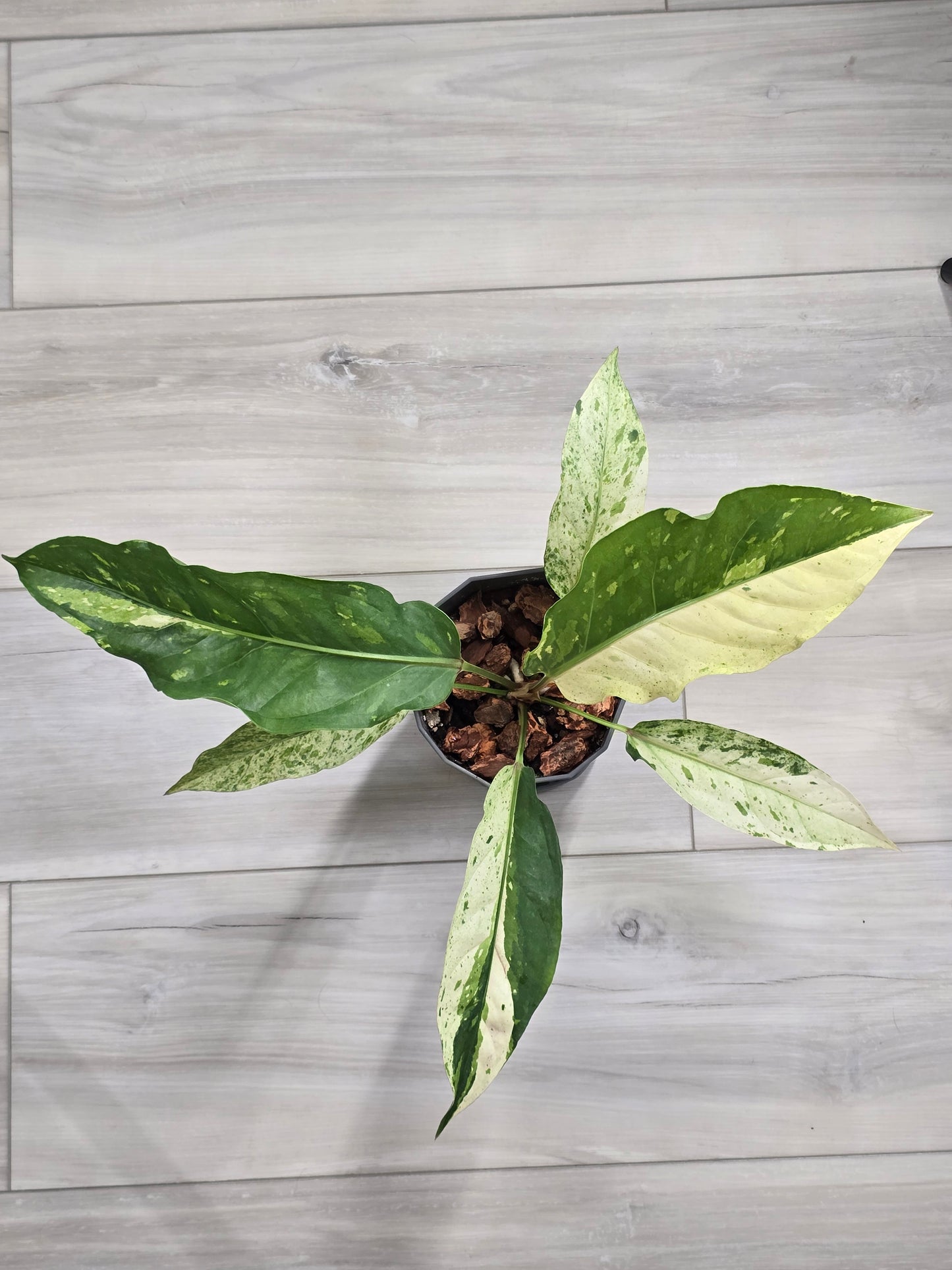 Anthurium Renaissance Variegated #521