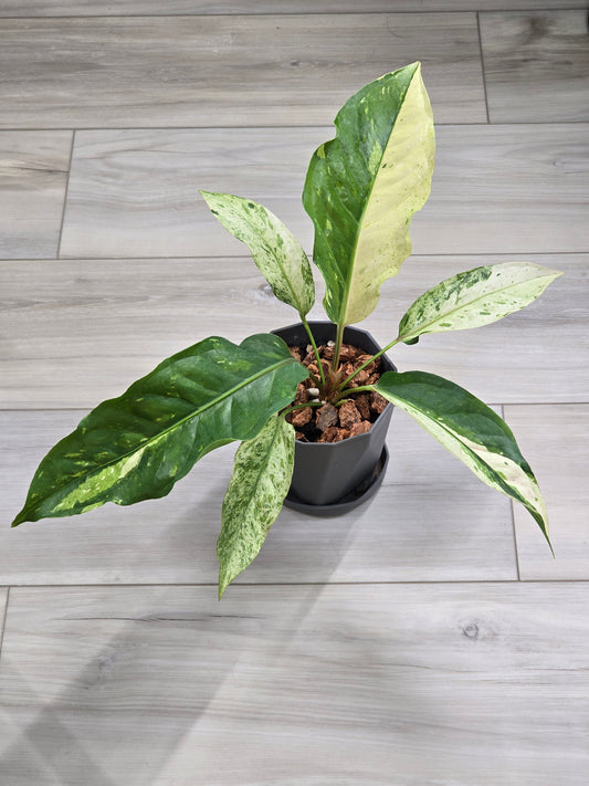 Anthurium Renaissance Variegated #521