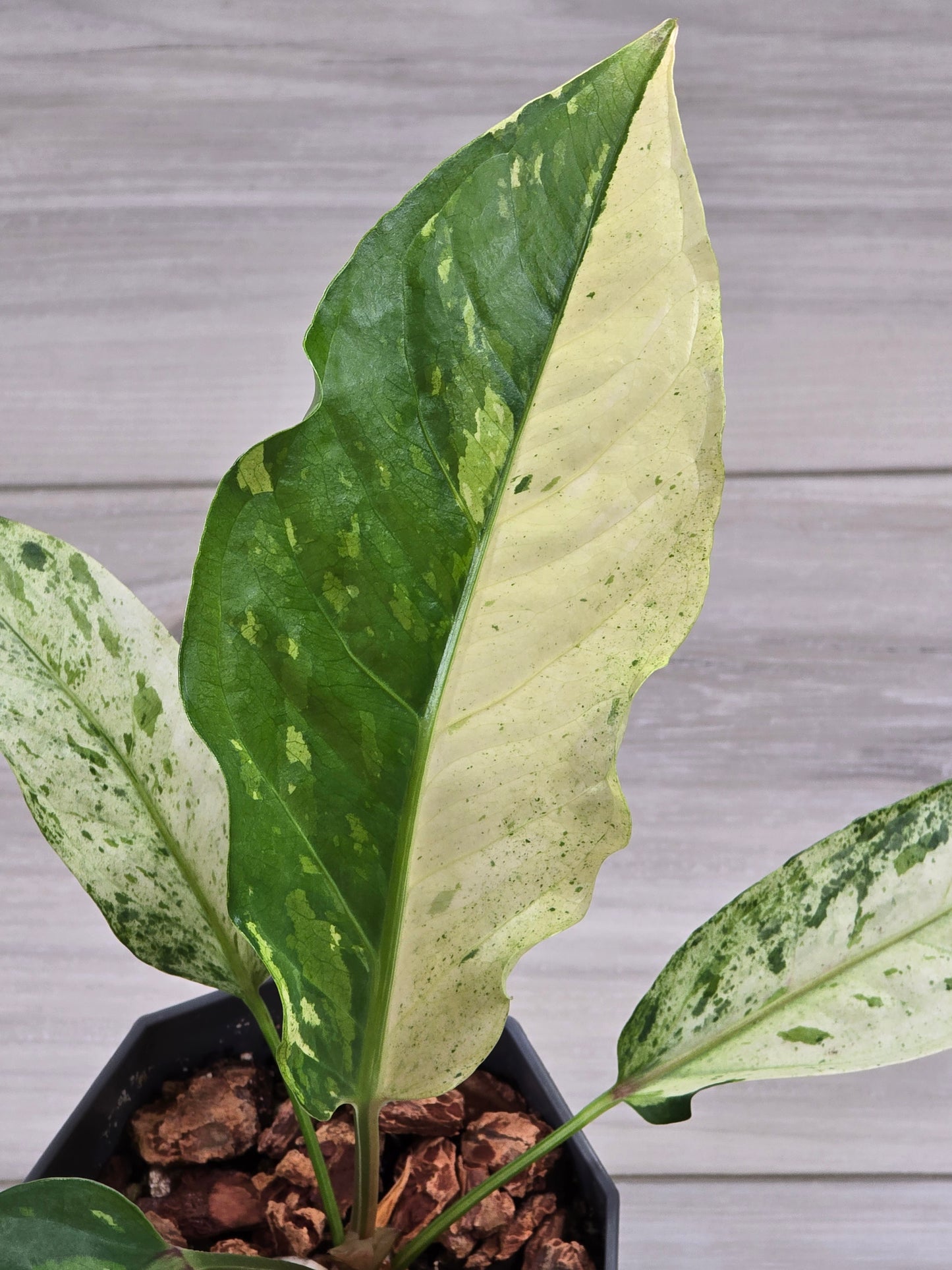 Anthurium Renaissance Variegated #521