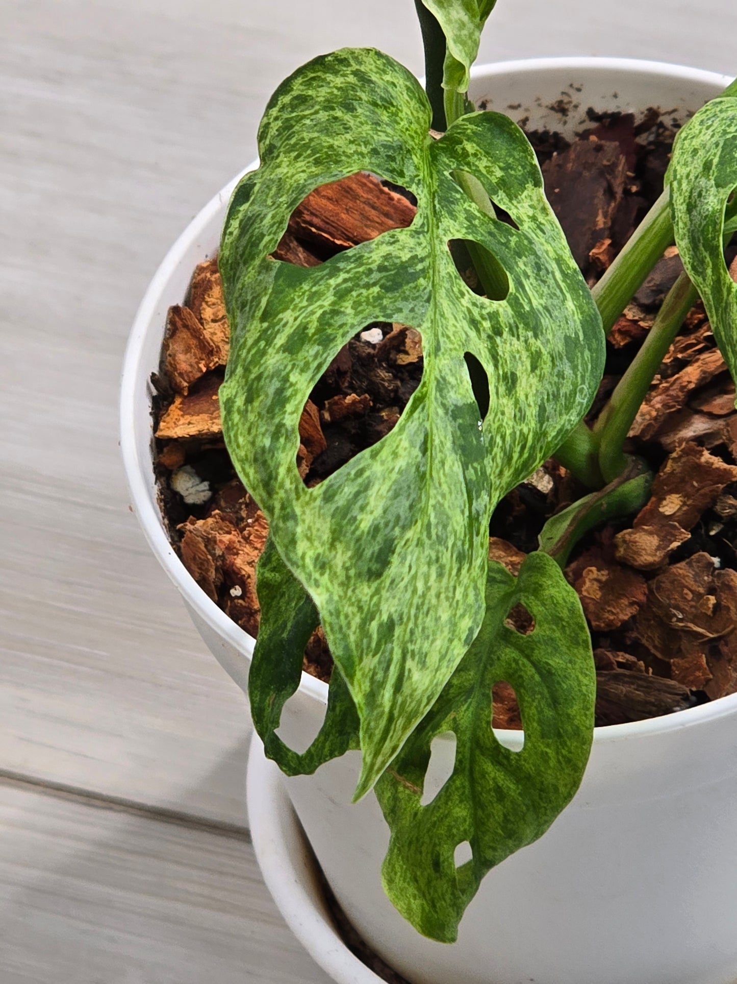 Monstera Laniata Mottled #448