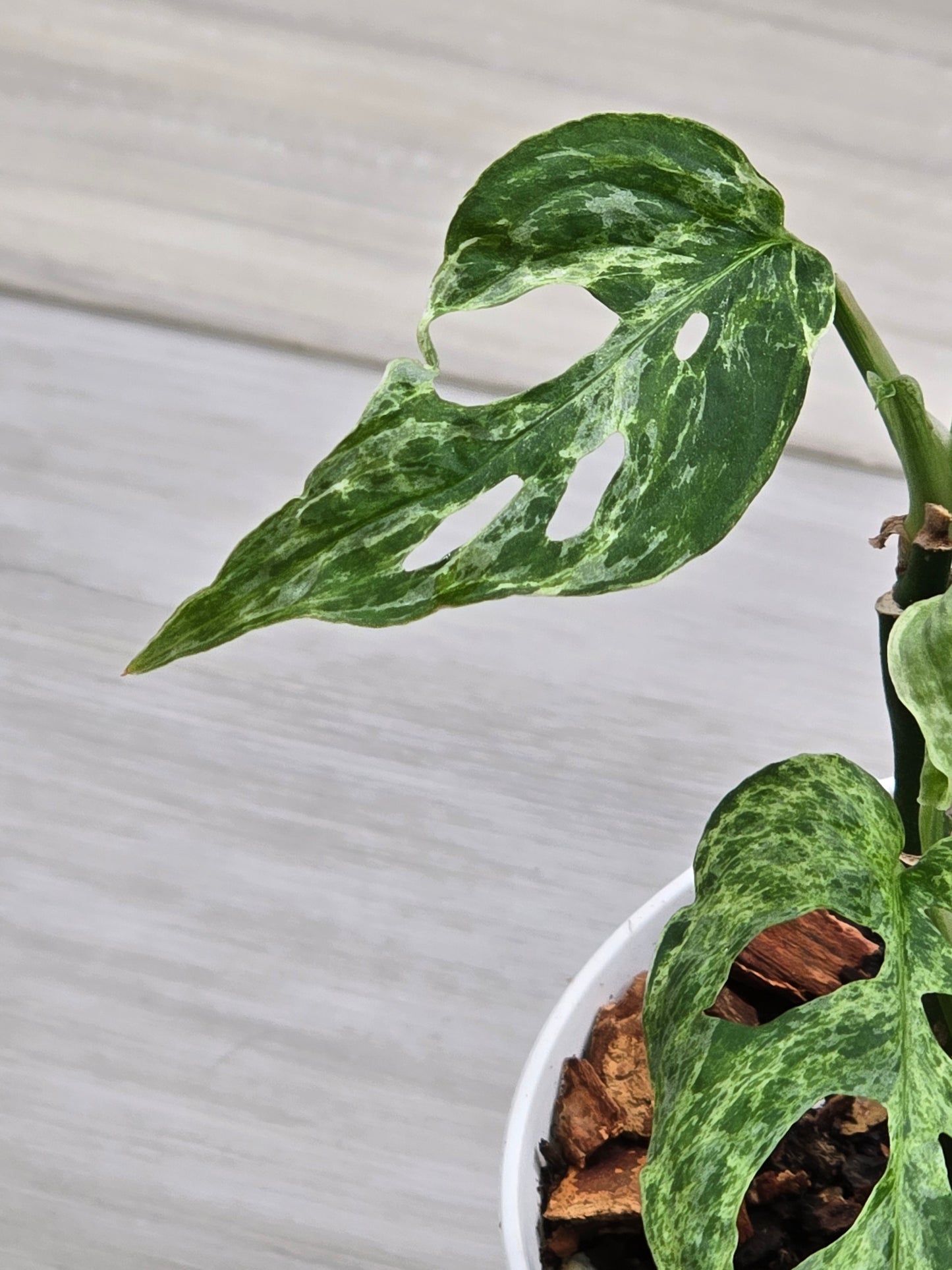 Monstera Laniata Mottled #448