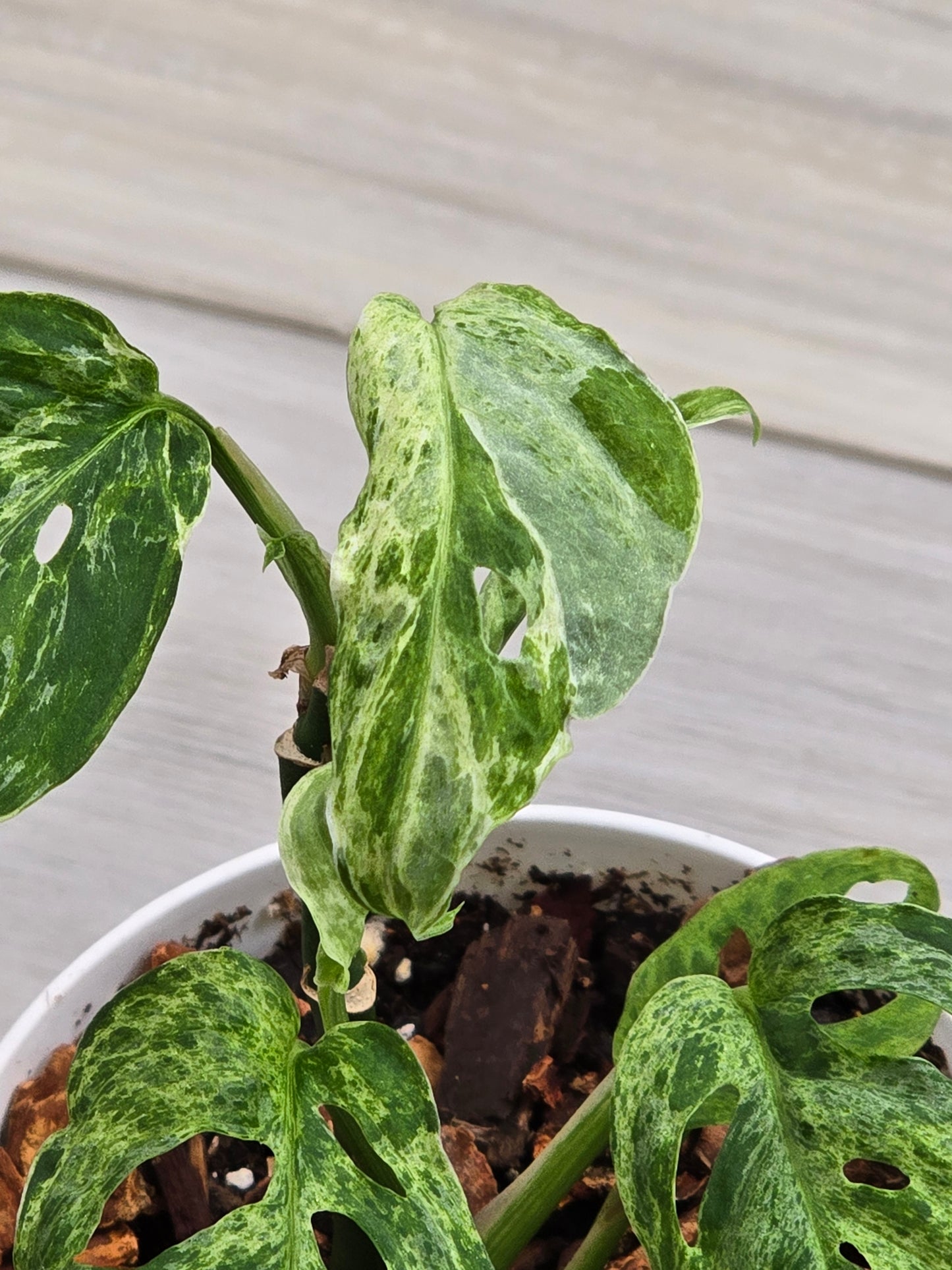 Monstera Laniata Mottled #448