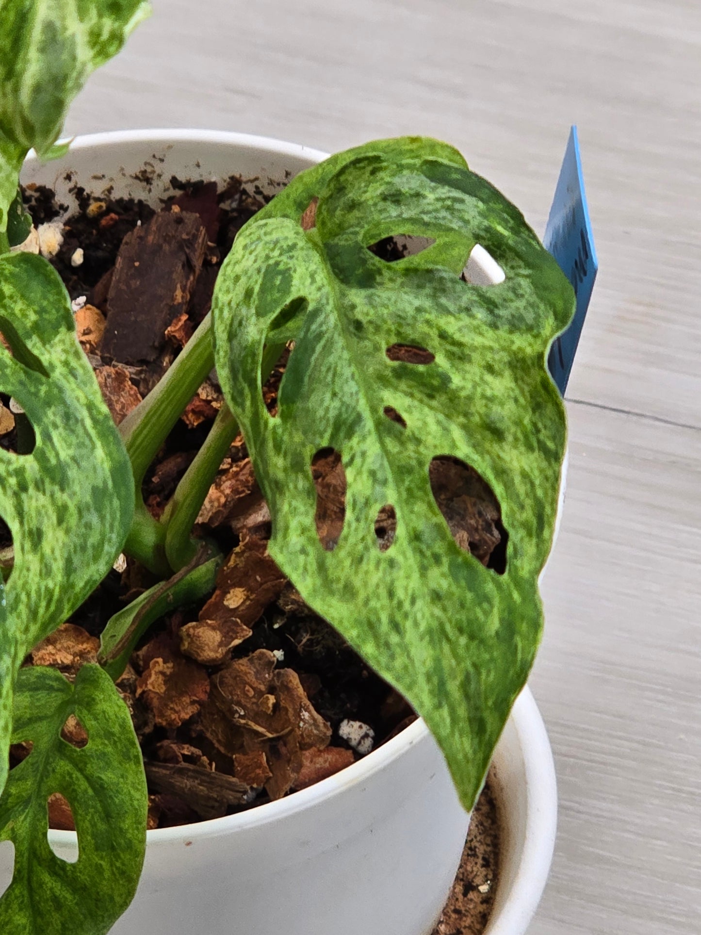 Monstera Laniata Mottled #448