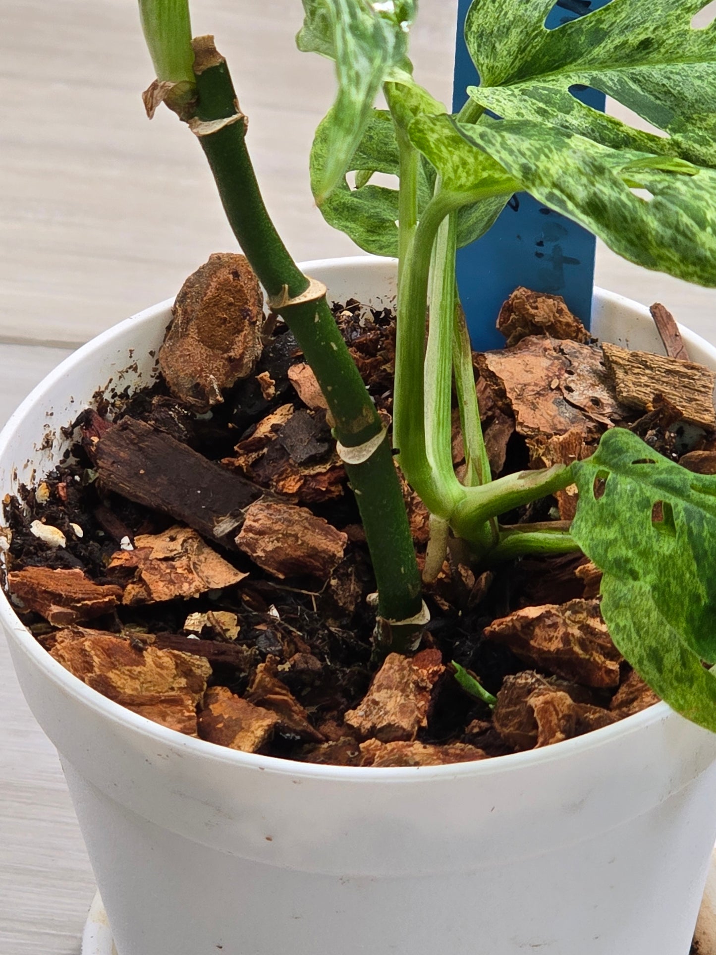 Monstera Laniata Mottled #448