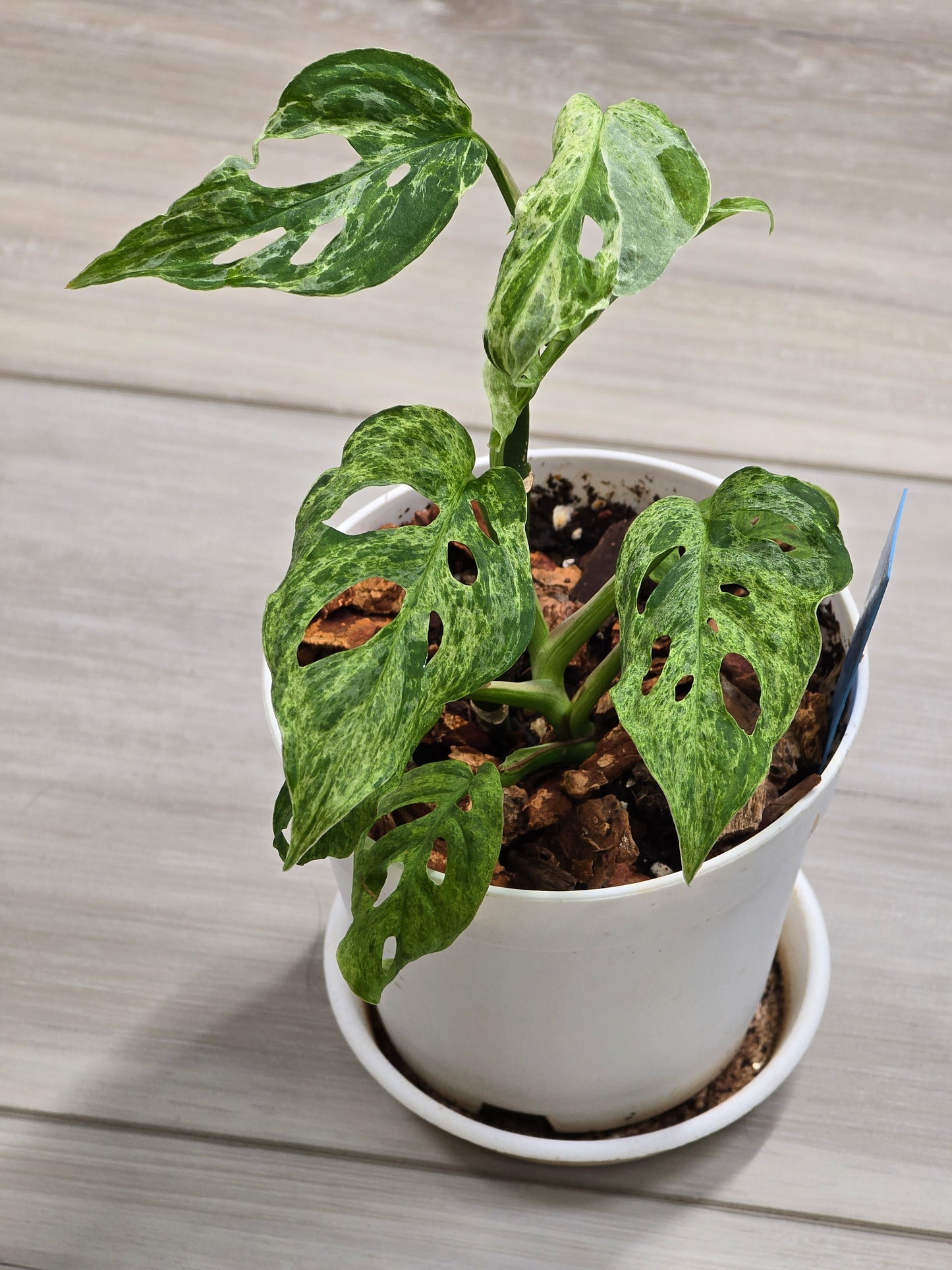 Monstera Laniata Mottled #448