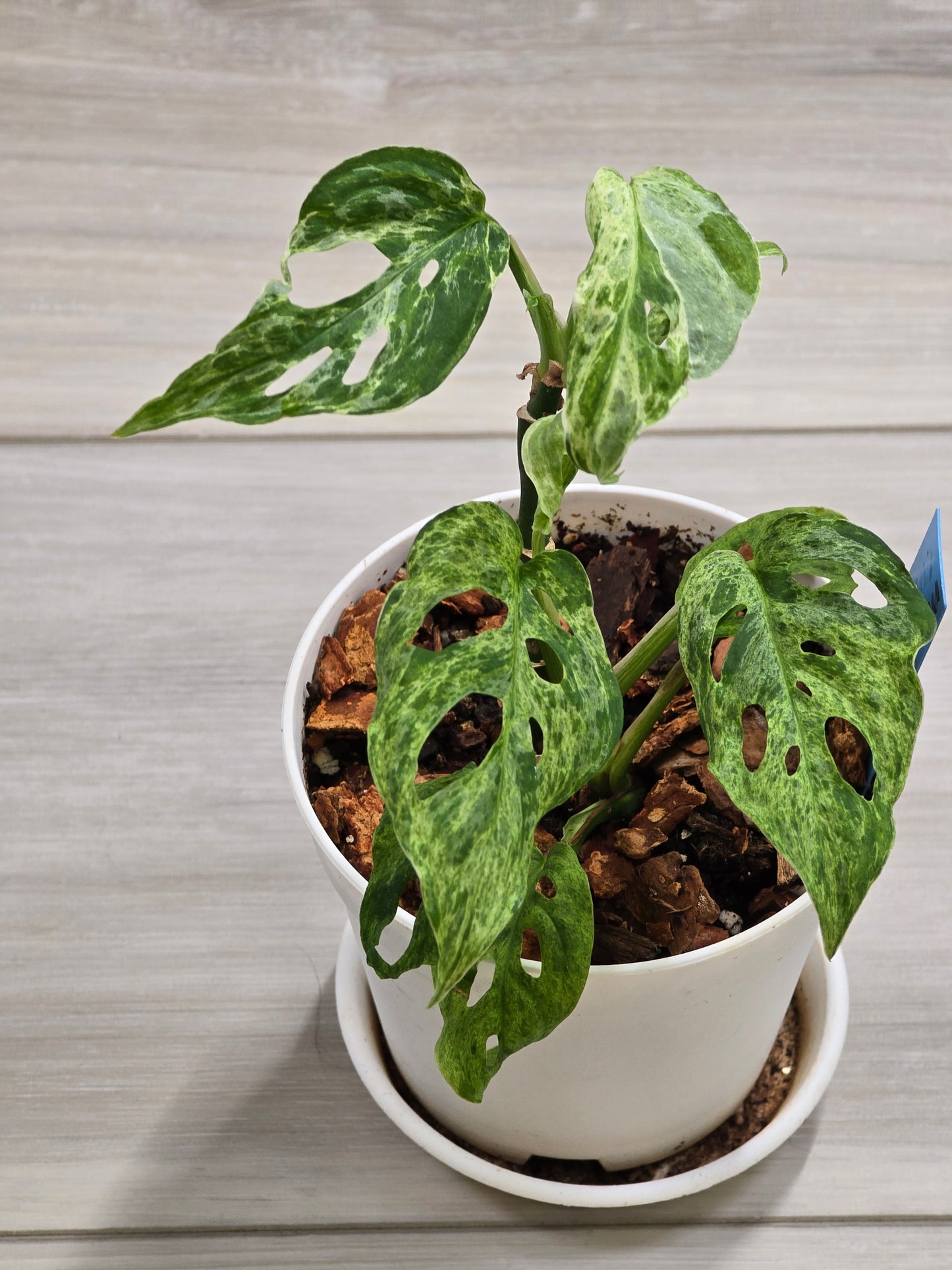 Monstera Laniata Mottled #448