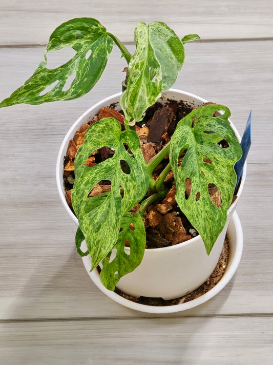 Monstera Laniata Mottled #448