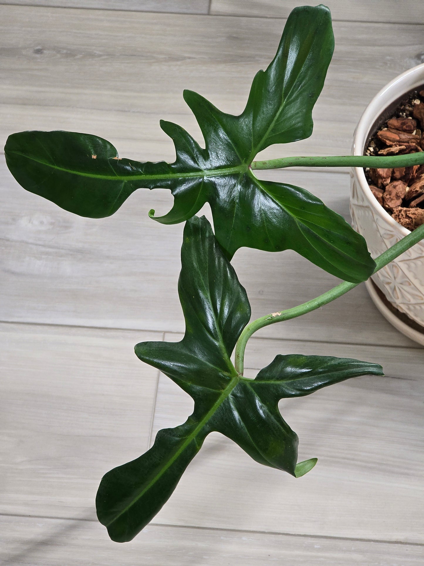 Philodendron Golden Dragon Variegated
