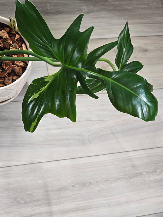 Philodendron Golden Dragon Variegated