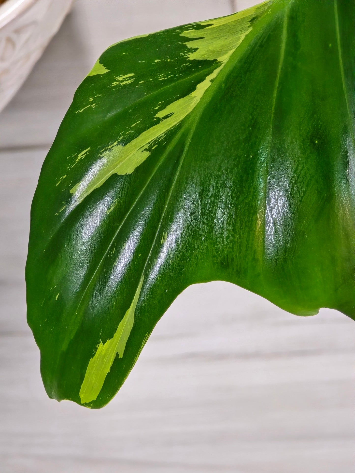 Philodendron Golden Dragon Variegated