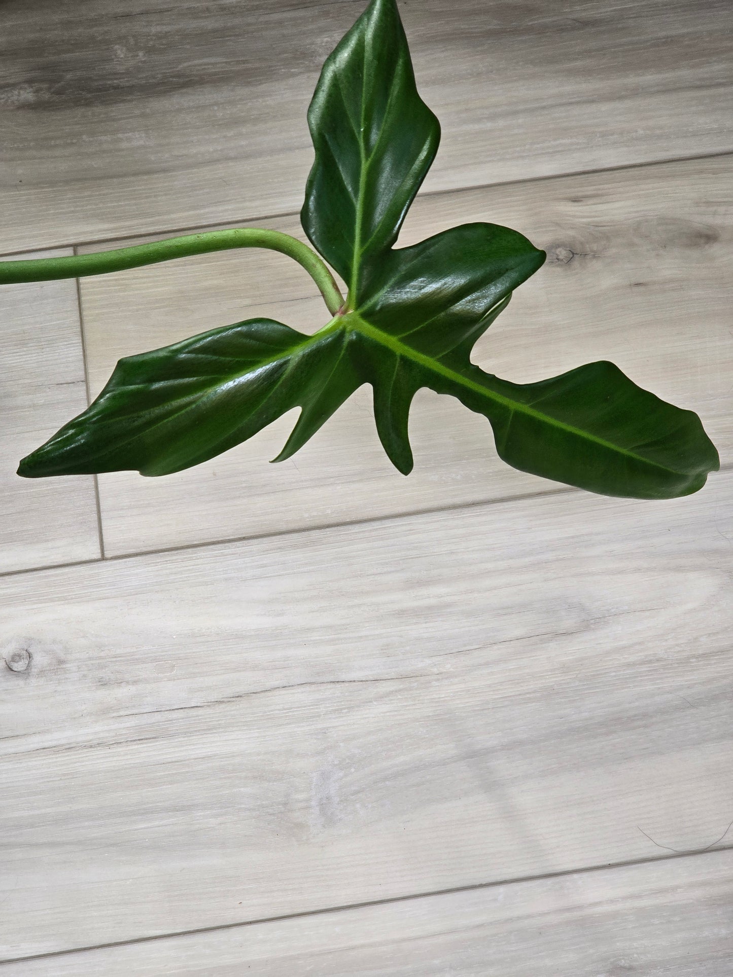 Philodendron Golden Dragon Variegated