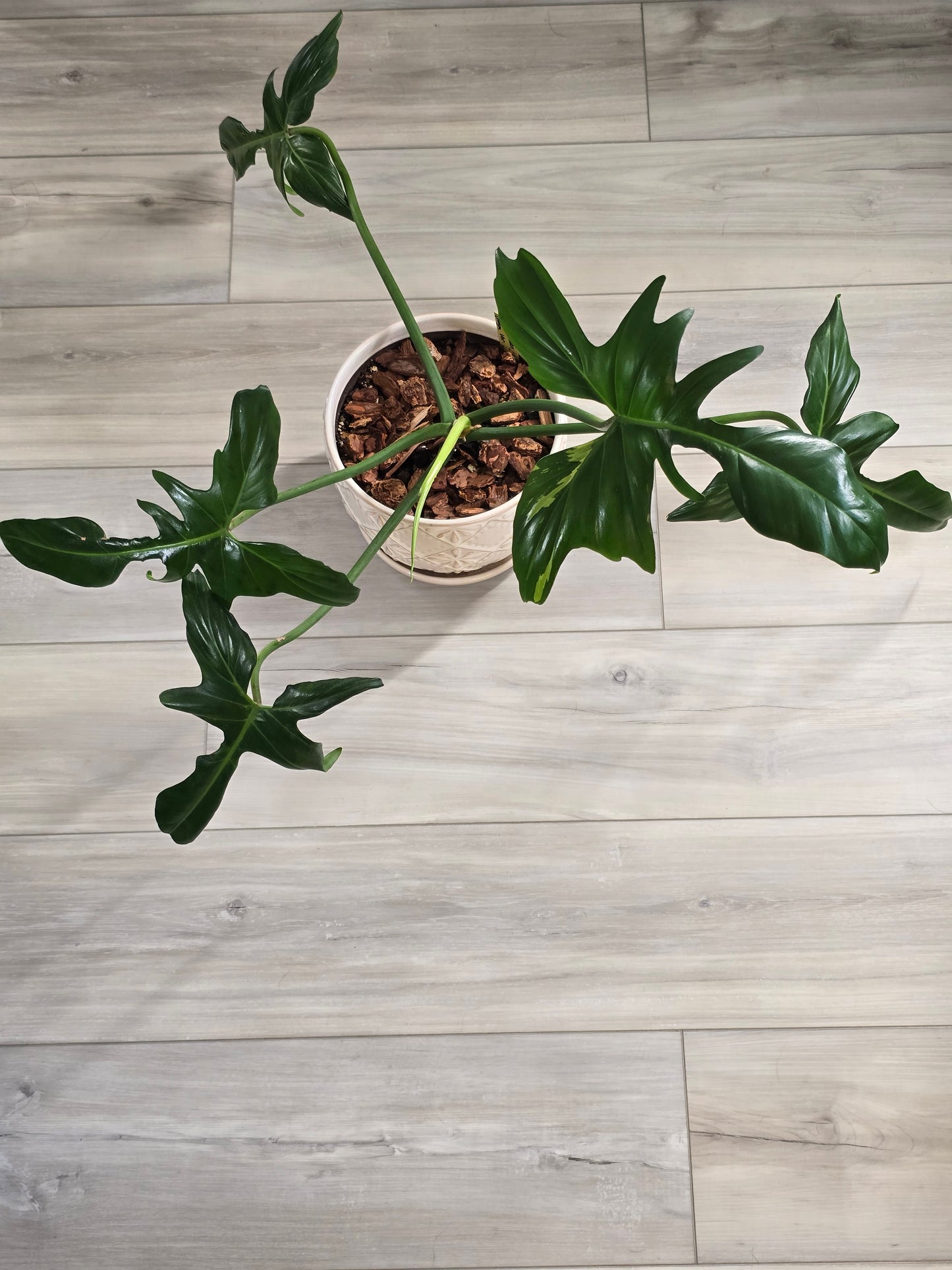 Philodendron Golden Dragon Variegated