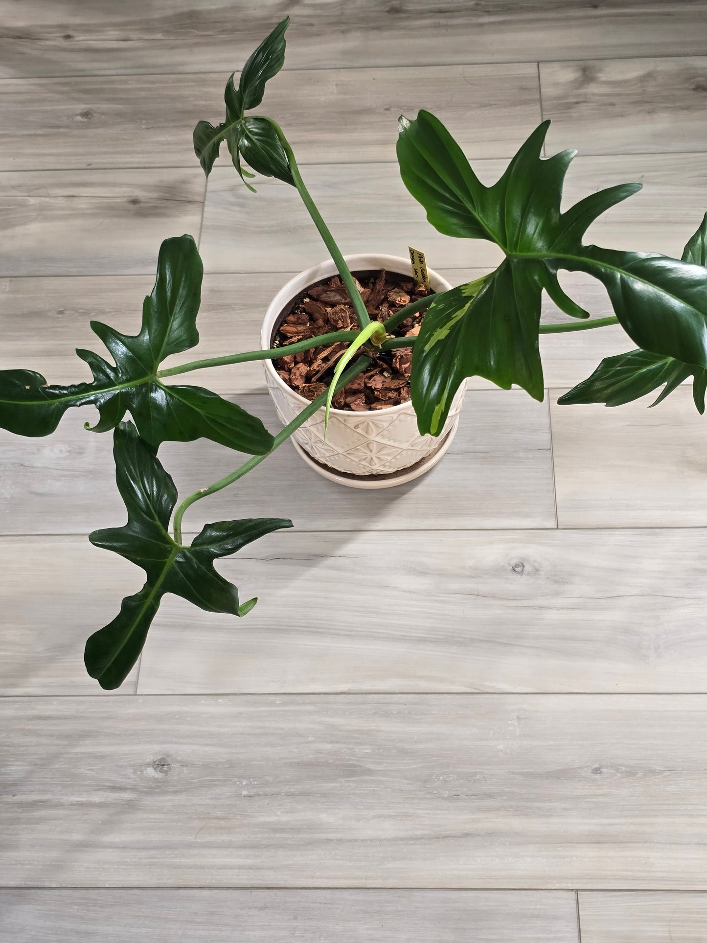 Philodendron Golden Dragon Variegated