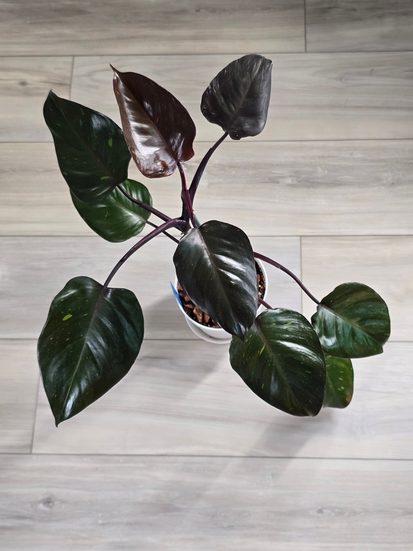 Philodendron Orange Princess Galaxy #1 (Tall Plant)