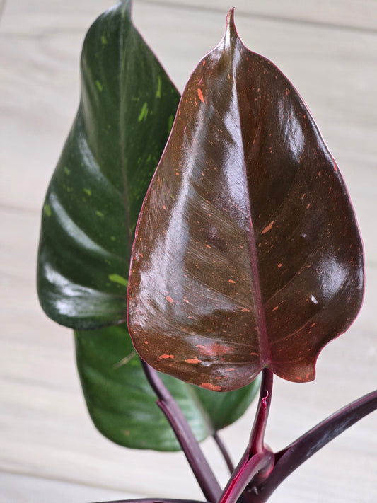 Philodendron Orange Princess Galaxy #1 (Tall Plant)
