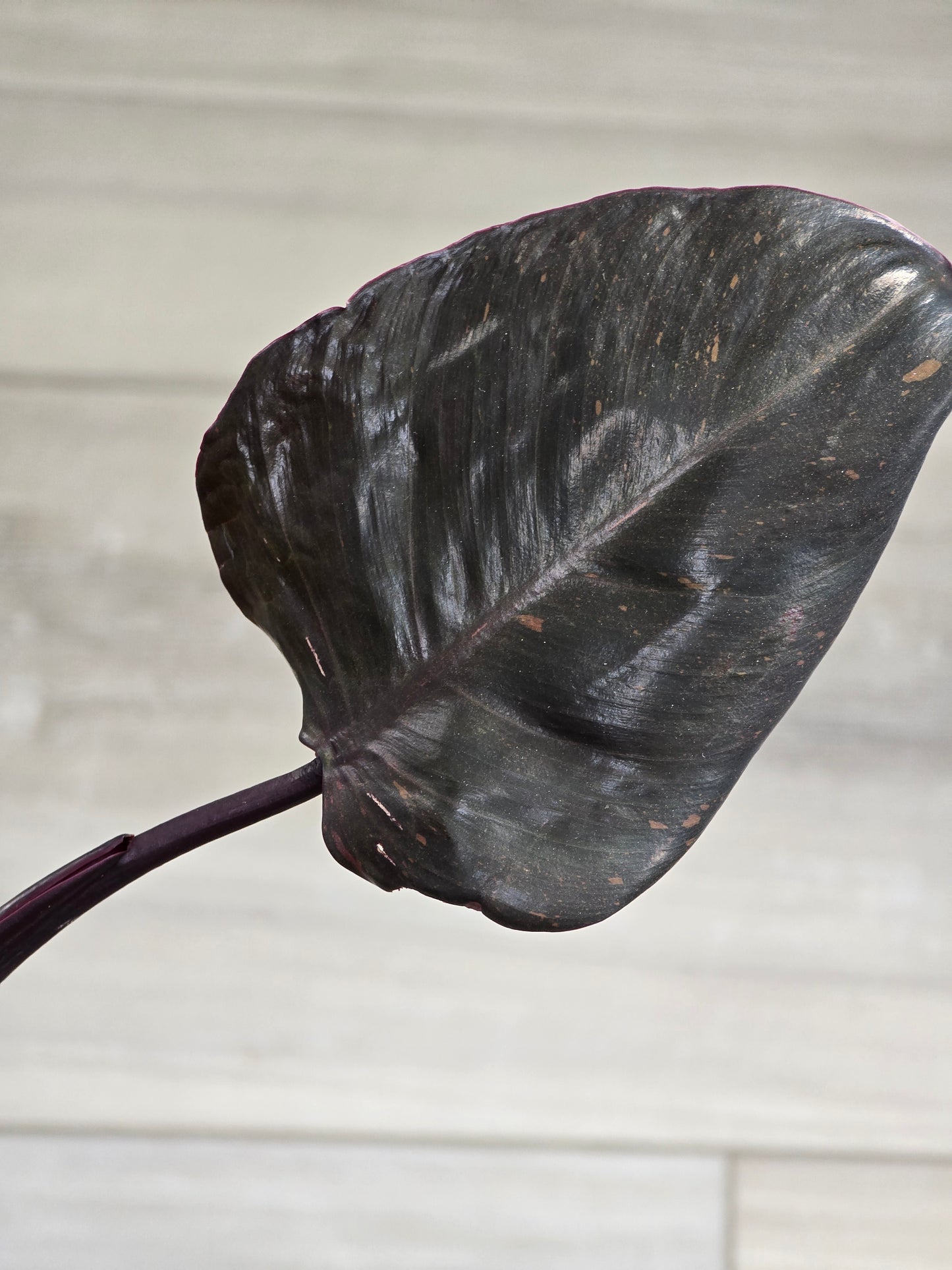 Philodendron Orange Princess Galaxy #1 (Tall Plant)