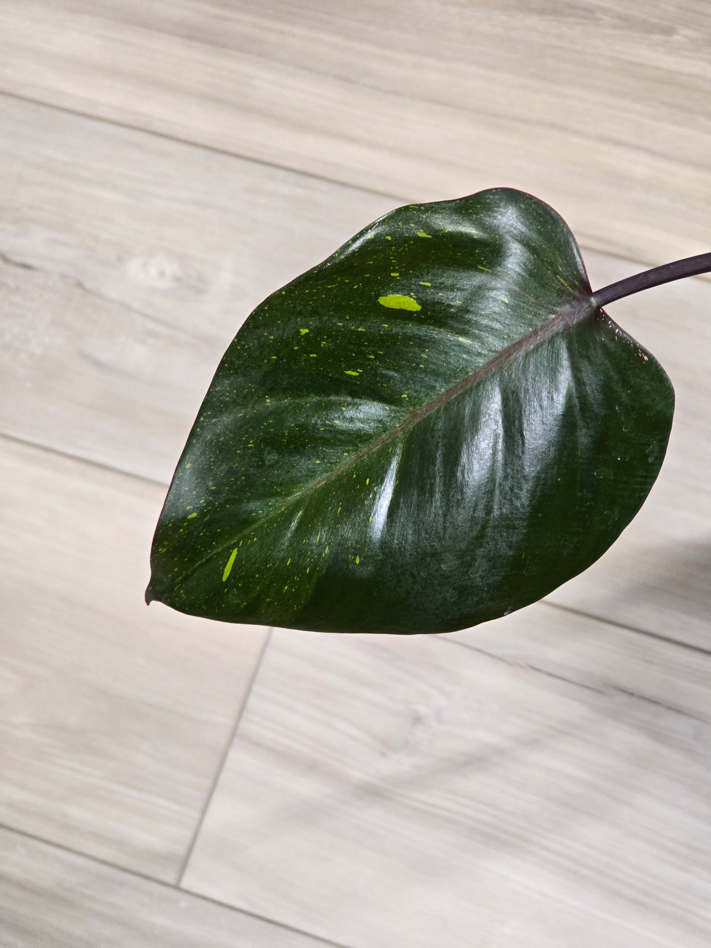 Philodendron Orange Princess Galaxy #1 (Tall Plant)