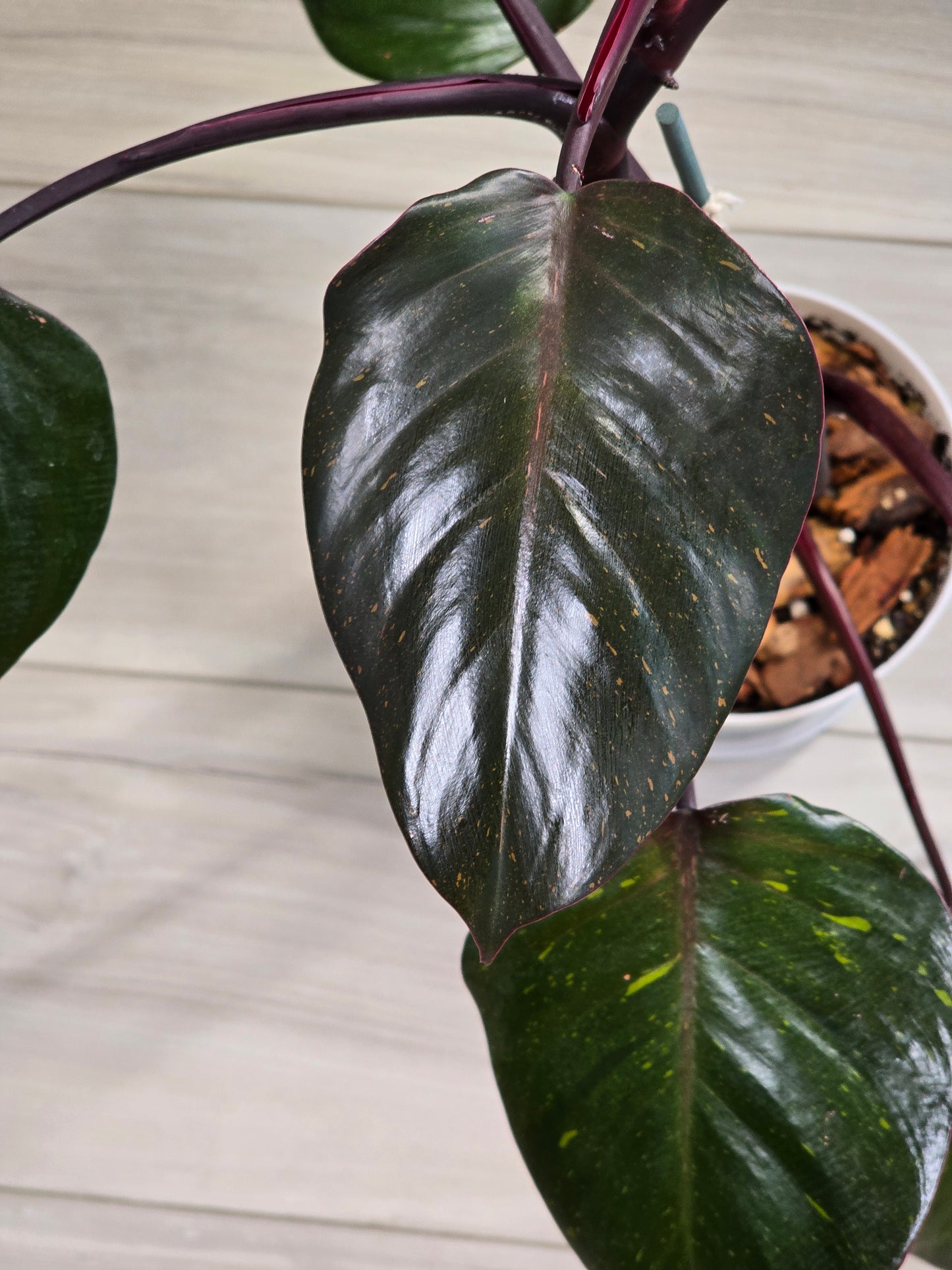 Philodendron Orange Princess Galaxy #1 (Tall Plant)