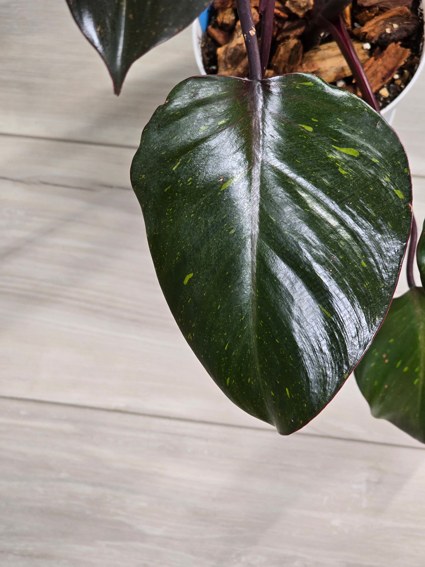 Philodendron Orange Princess Galaxy #1 (Tall Plant)