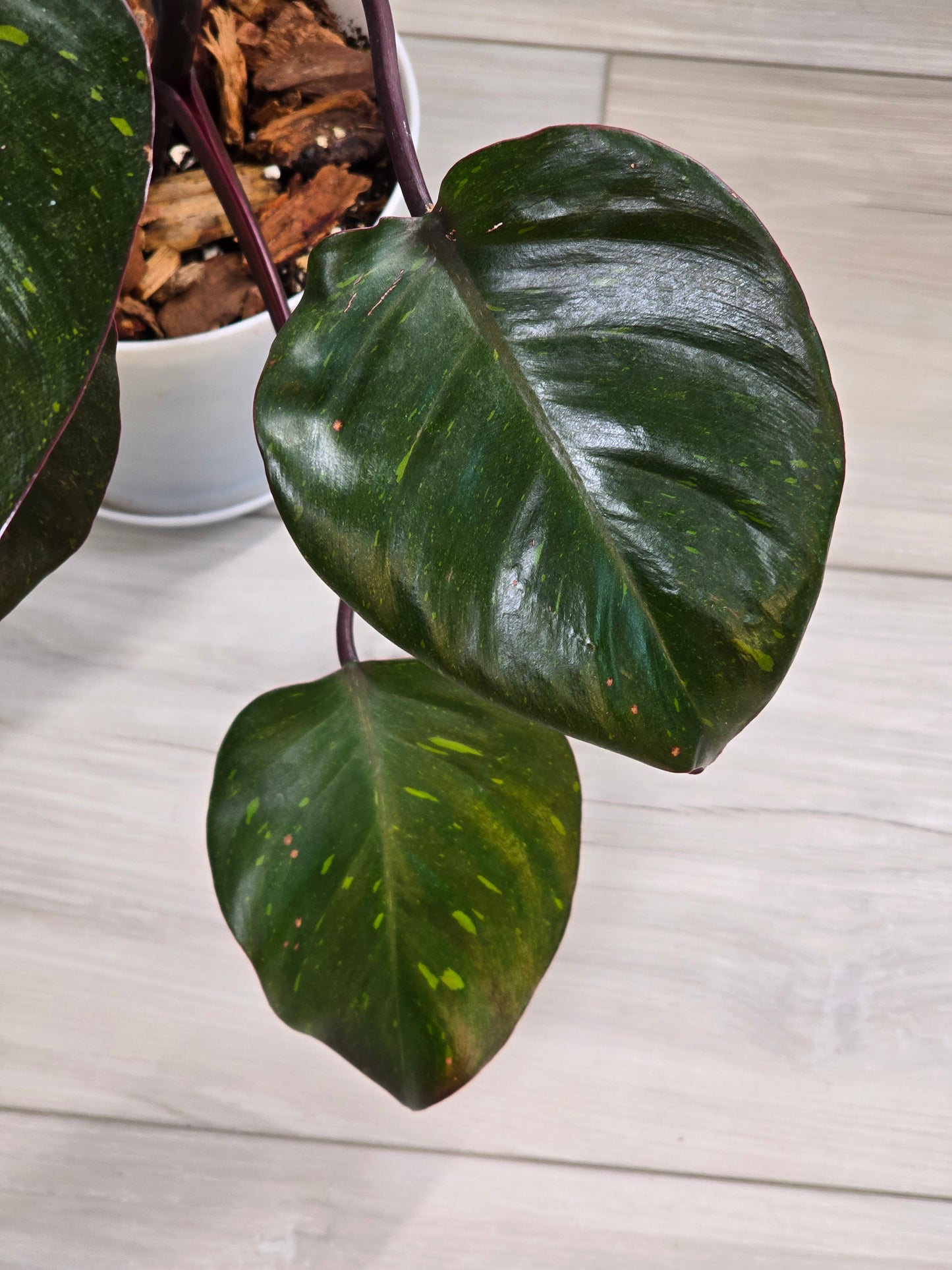 Philodendron Orange Princess Galaxy #1 (Tall Plant)