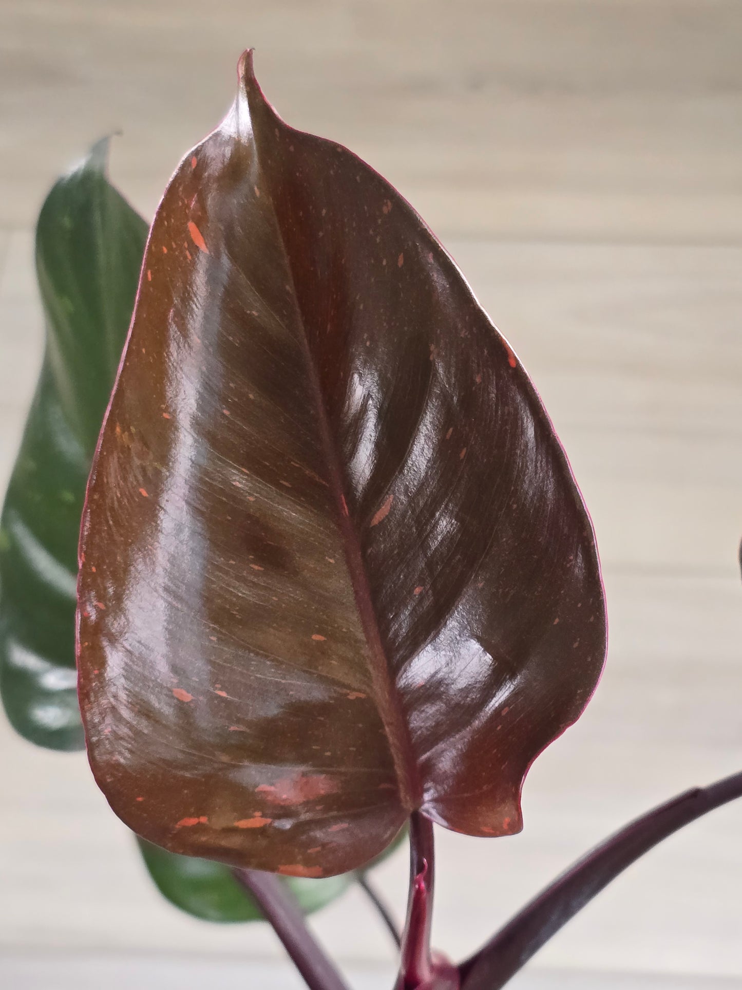 Philodendron Orange Princess Galaxy #1 (Tall Plant)