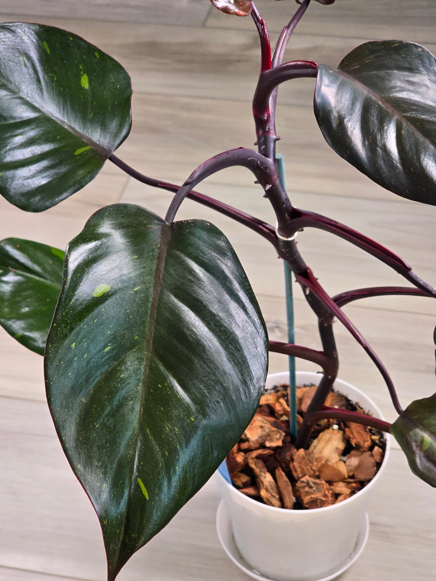 Philodendron Orange Princess Galaxy #1 (Tall Plant)