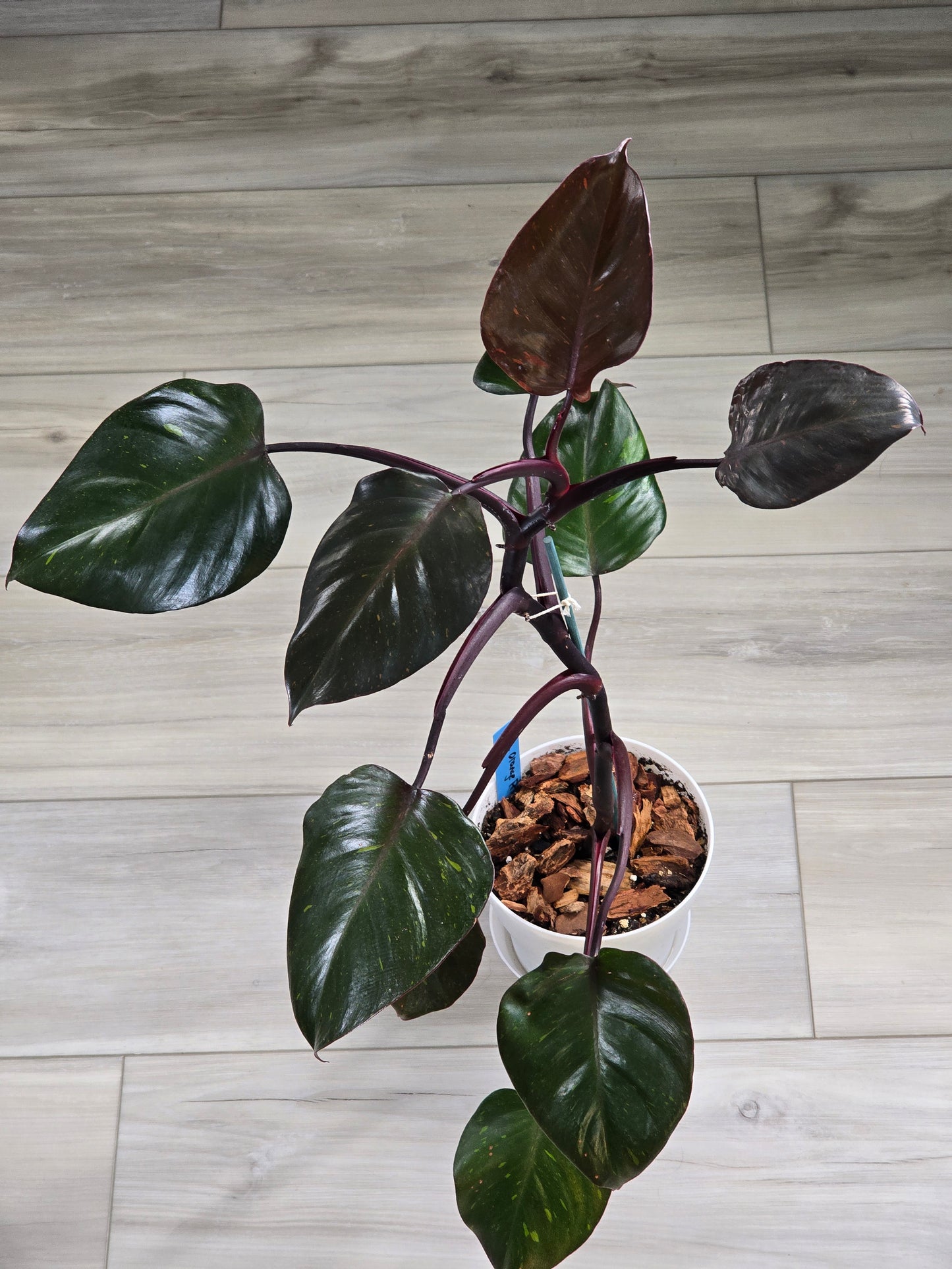 Philodendron Orange Princess Galaxy #1 (Tall Plant)