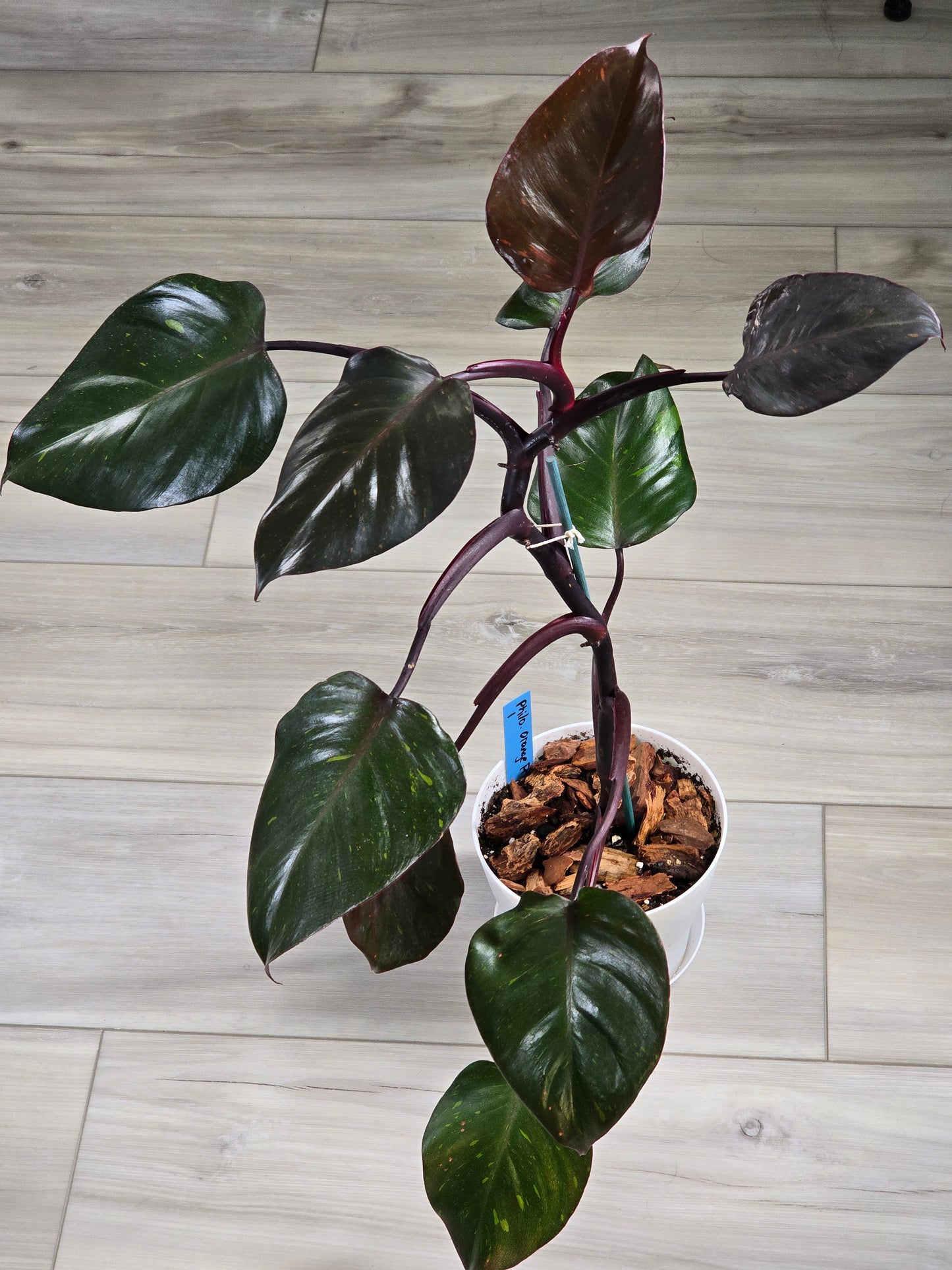 Philodendron Orange Princess Galaxy #1 (Tall Plant)