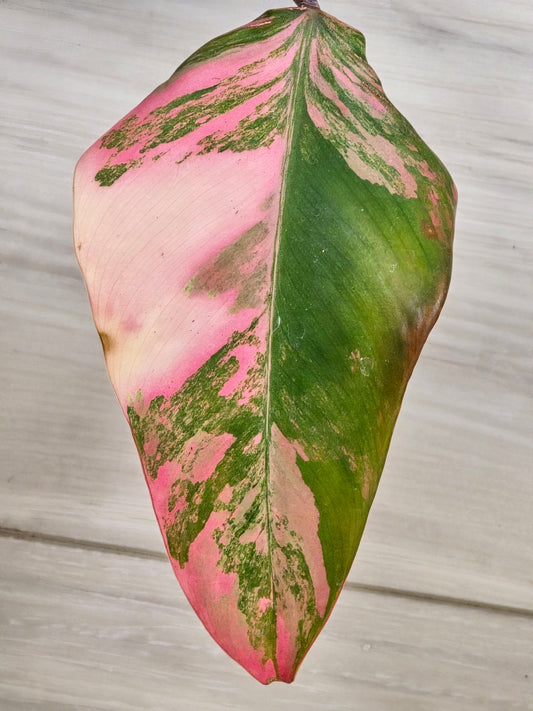 Philodendron Strawberry Shake #17
