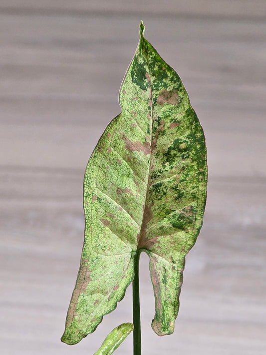 Syngonium Confetti Tricolor #78