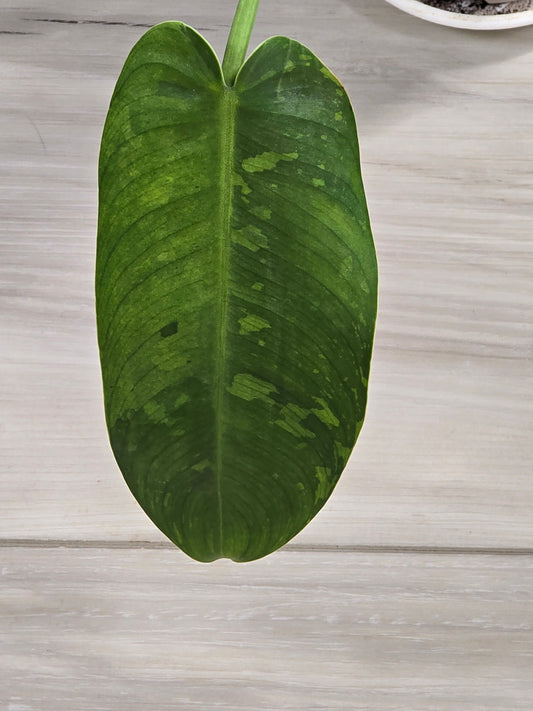 Philodendron Jose Buono # 7