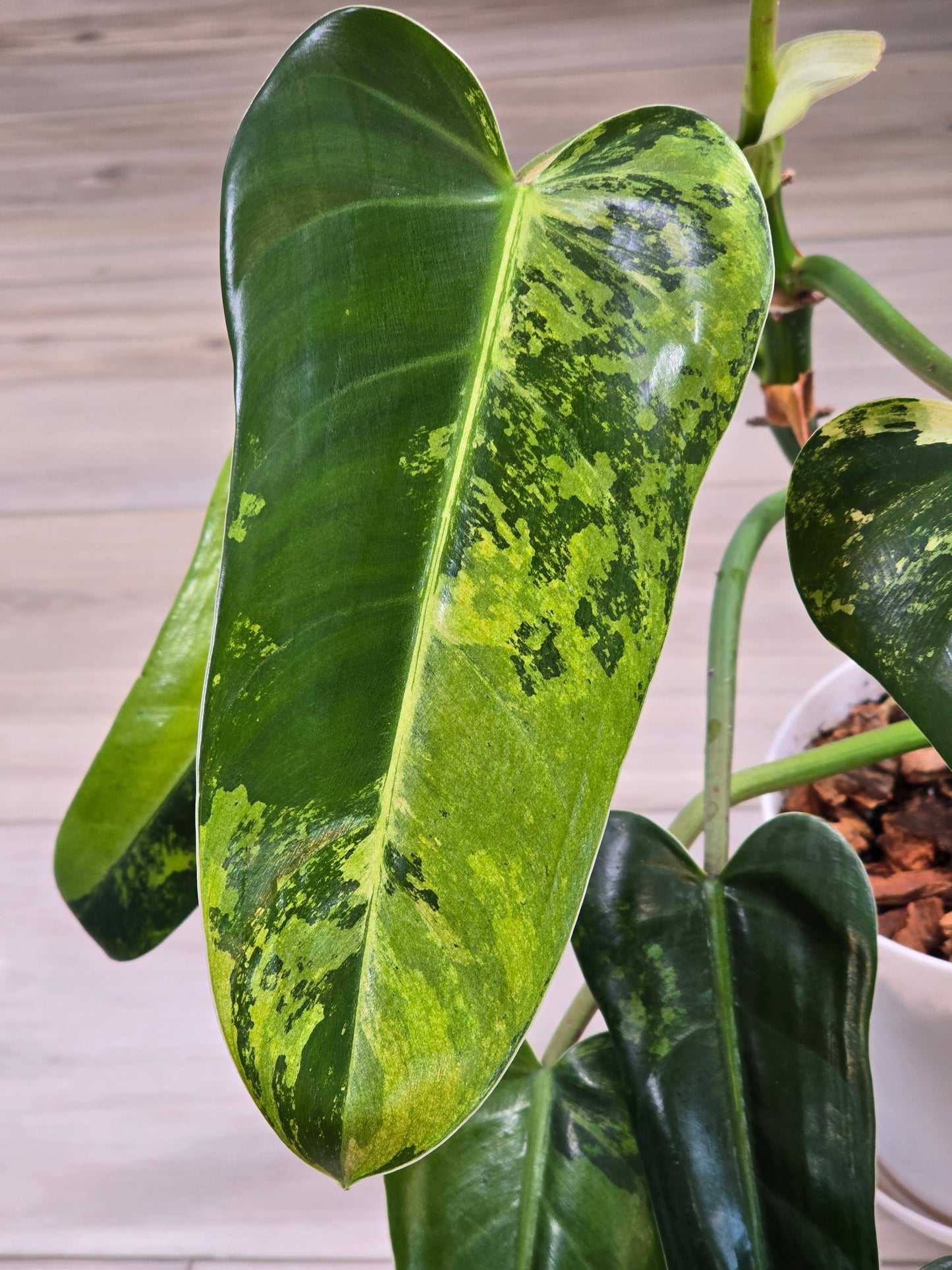 Philodendron Whipple Way Variegated #30
