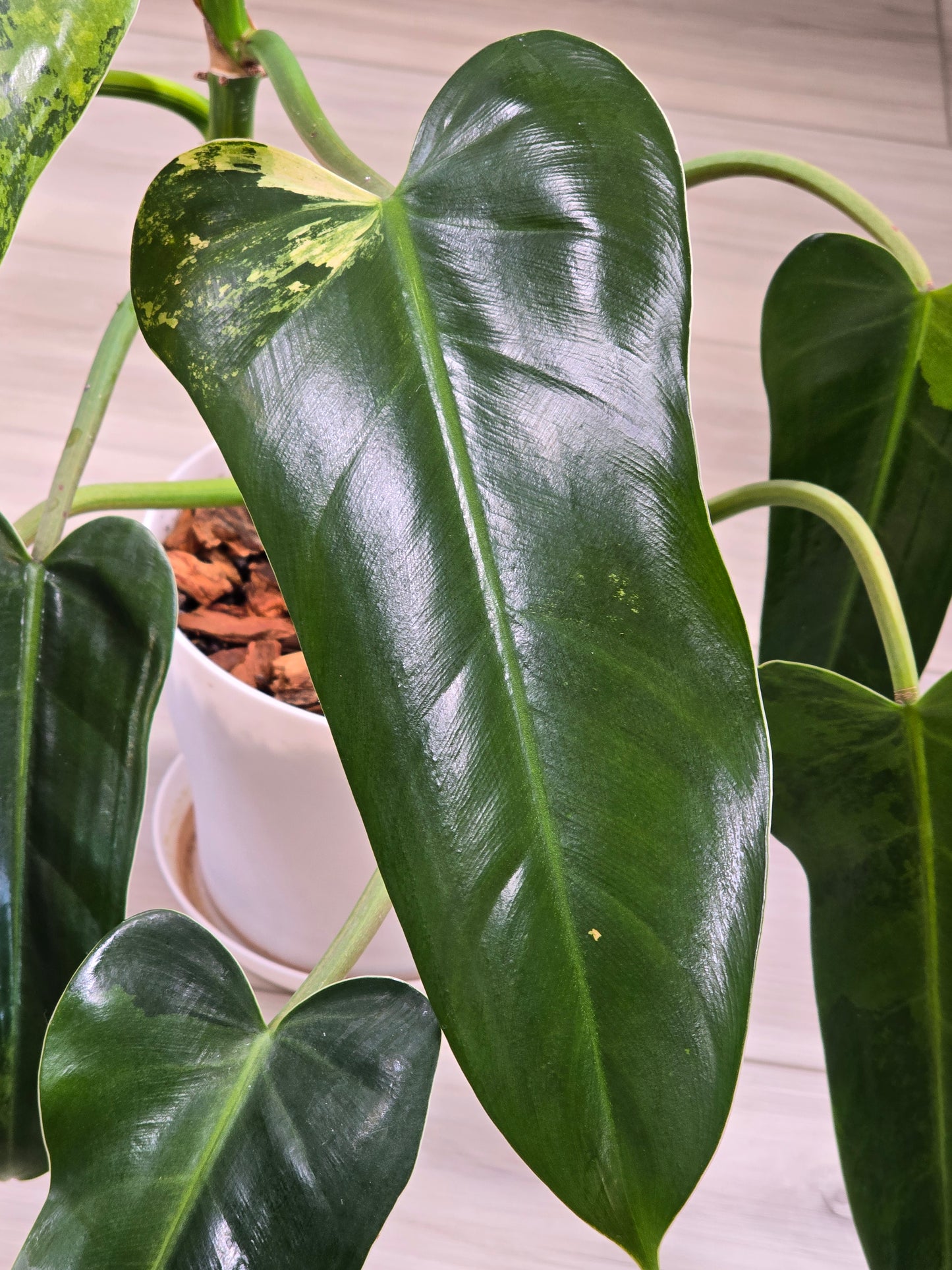 Philodendron Whipple Way Variegated #30