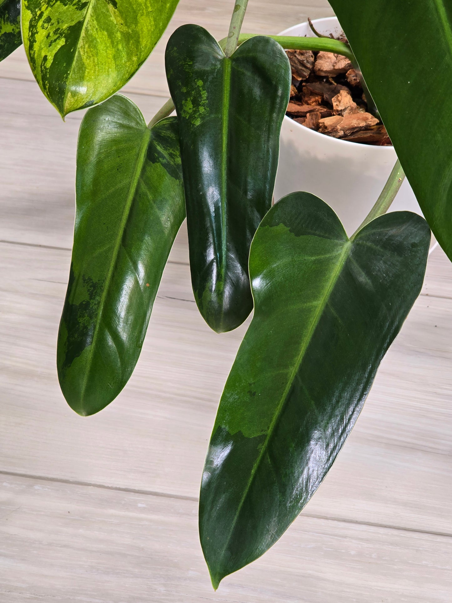Philodendron Whipple Way Variegated #30