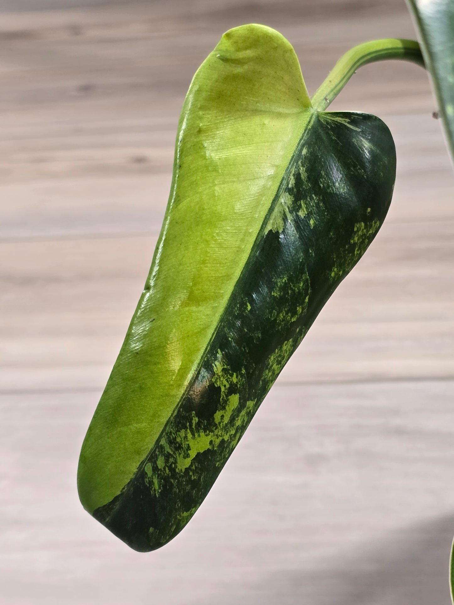 Philodendron Whipple Way Variegated #30