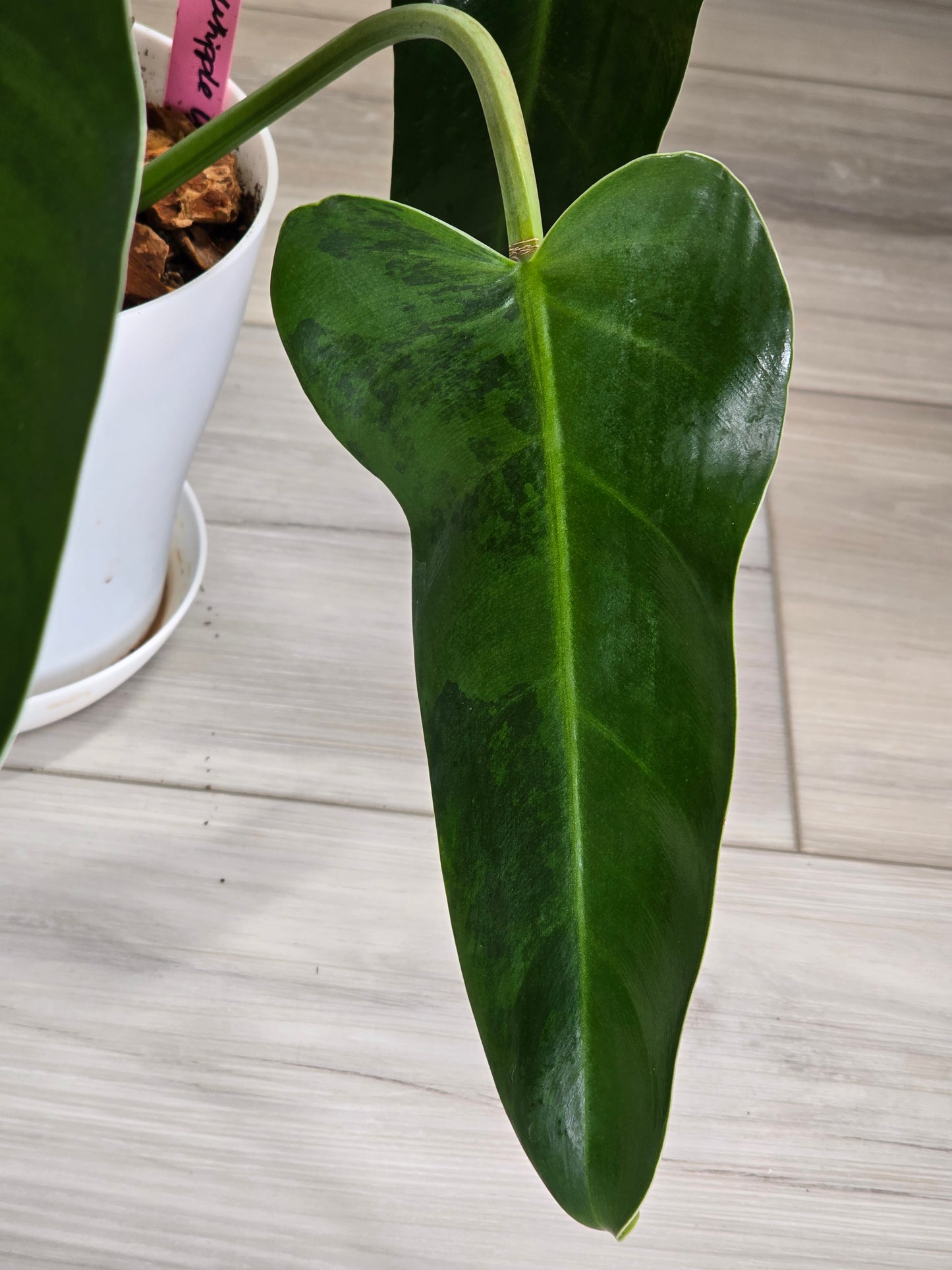Philodendron Whipple Way Variegated #30