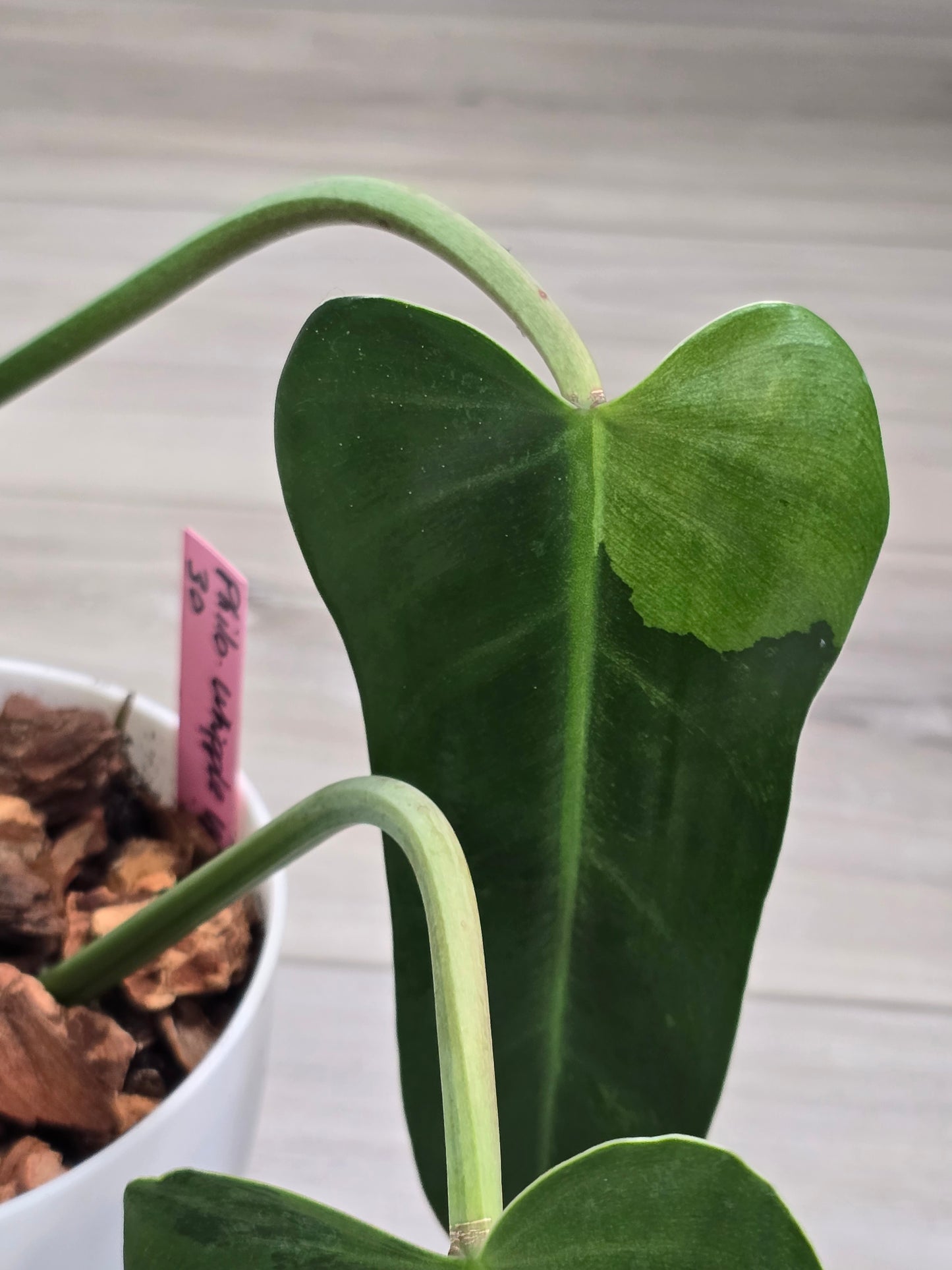 Philodendron Whipple Way Variegated #30