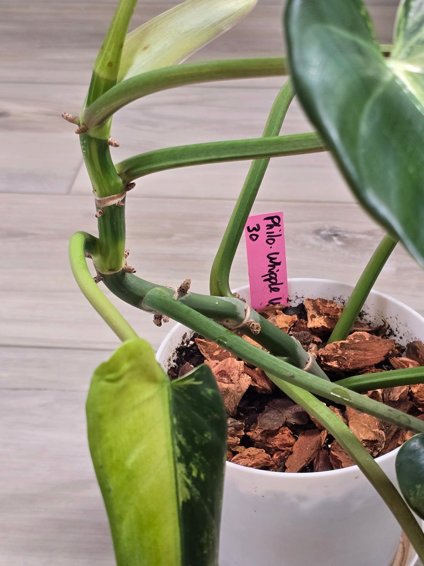 Philodendron Whipple Way Variegated #30