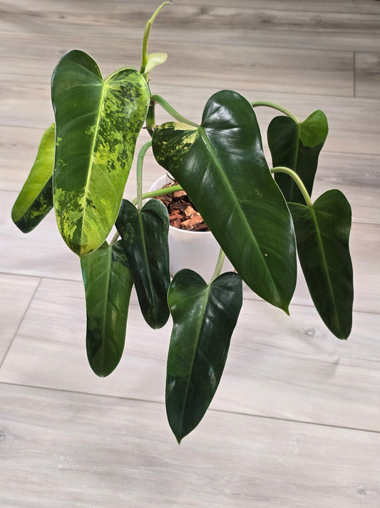 Philodendron Whipple Way Variegated #30