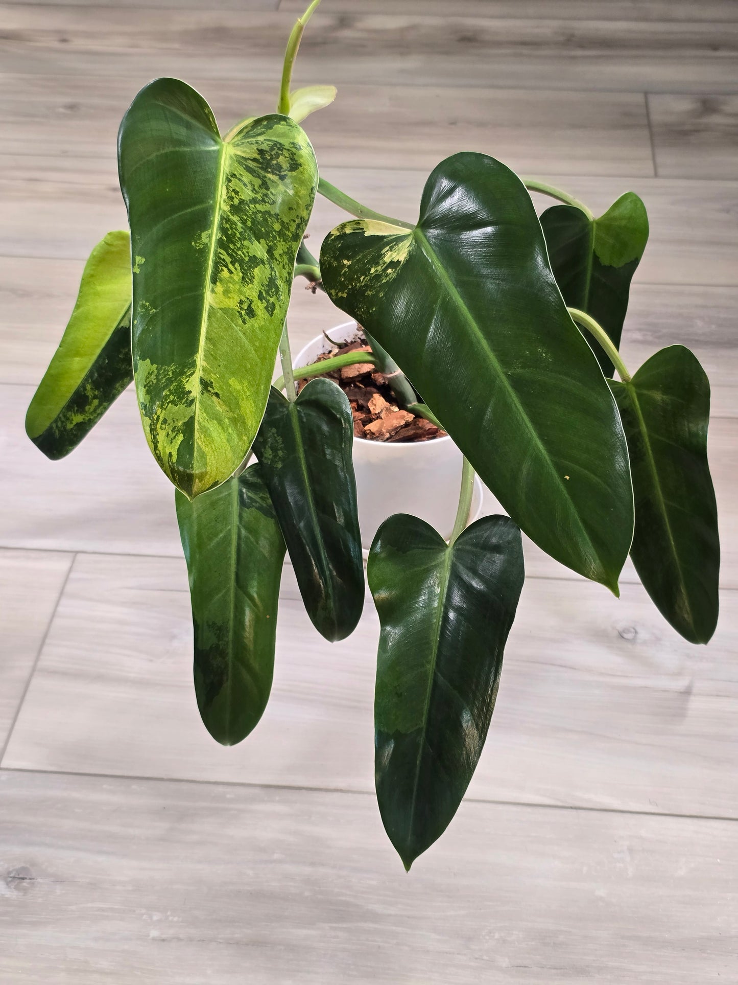 Philodendron Whipple Way Variegated #30