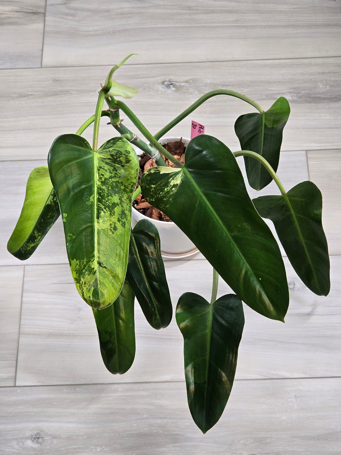 Philodendron Whipple Way Variegated #30