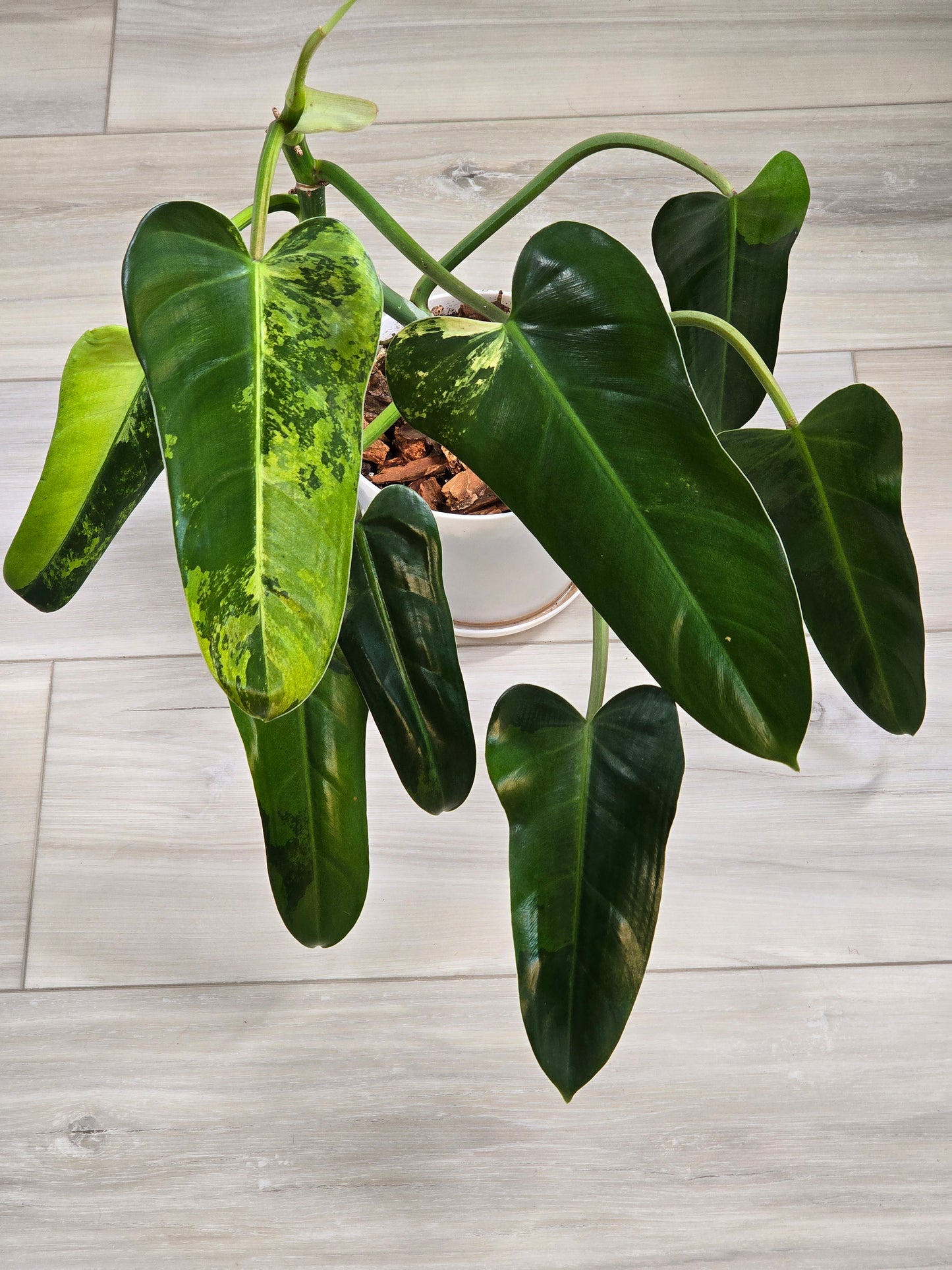 Philodendron Whipple Way Variegated #30