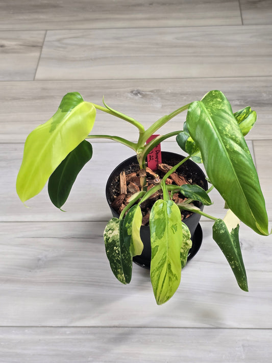 Philodendron Domesticum Variegated #22