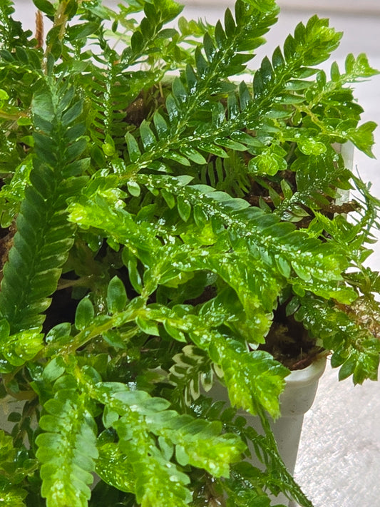 Selaginella